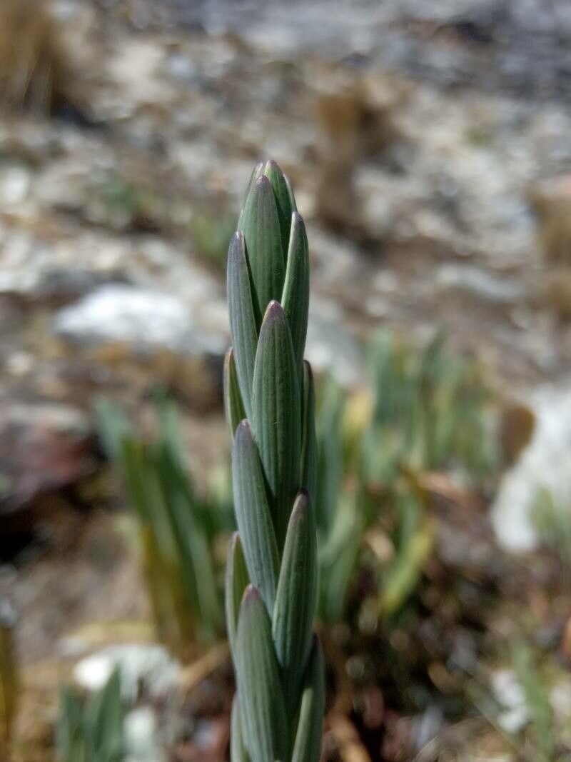 Bomarea dulcis — search result for 'Bomarea'