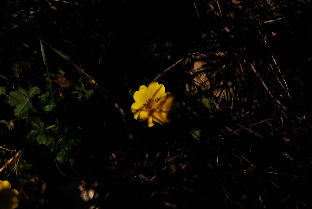 Potentilla canadensis flower