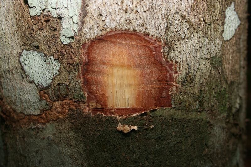 Licania laxiflora other