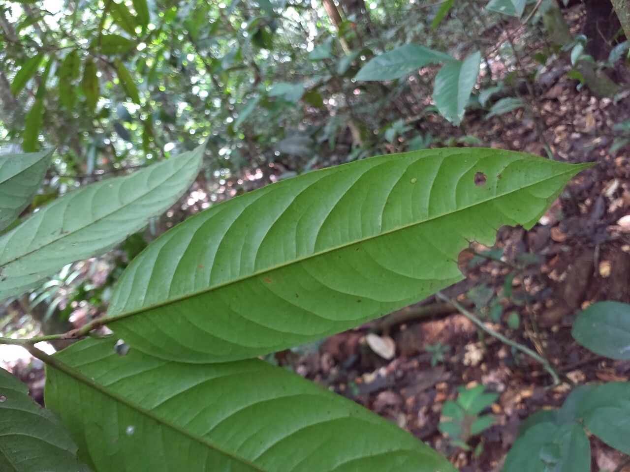 Eschweilera coriacea leaf