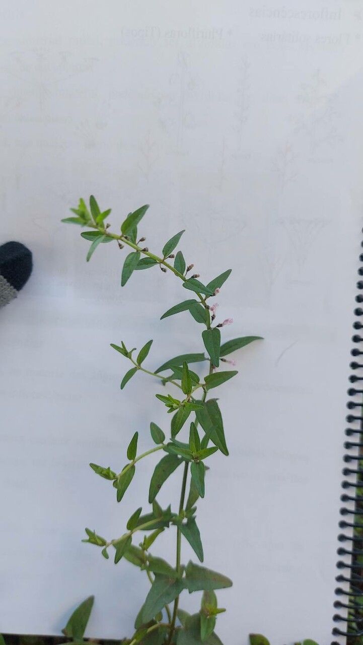 Scutellaria racemosa leaf