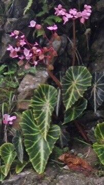 Begonia chingipengii leaf