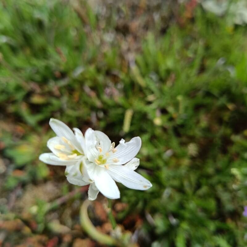 Ornithogalum concinnum flower