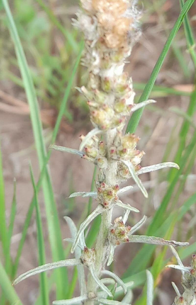 Gamochaeta filaginea flower