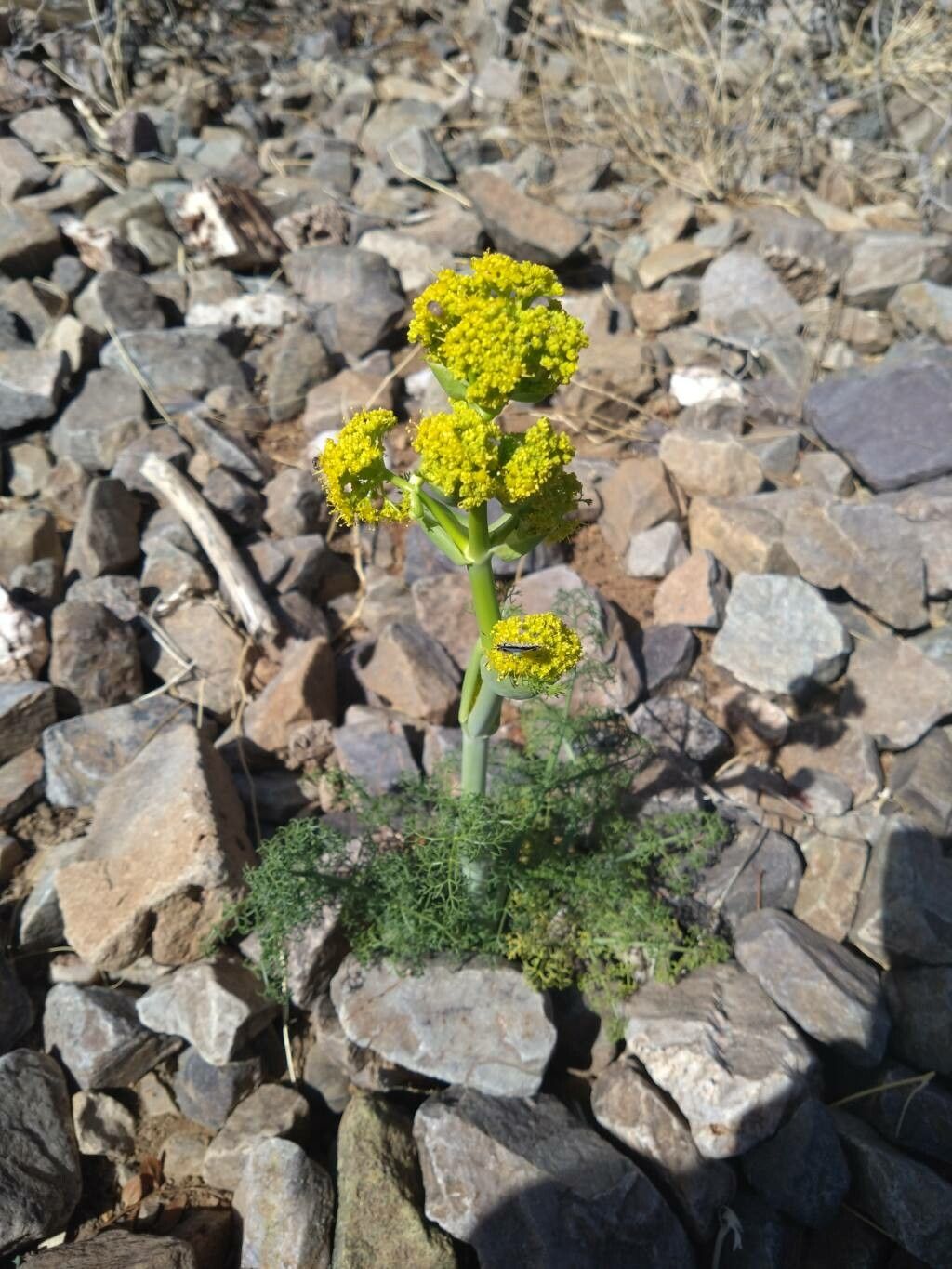 Thapsia transtagana flower