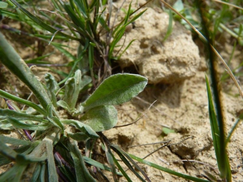 Gamochaeta antillana habit