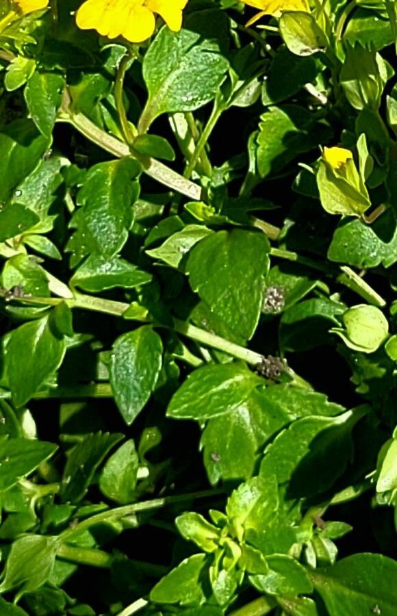Mecardonia procumbens leaf