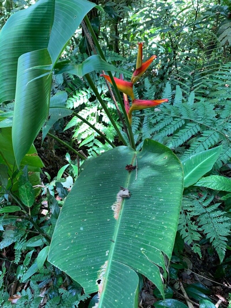 Heliconia spathocircinata flower