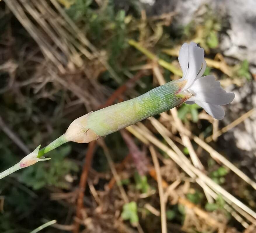 Dianthus integer flower