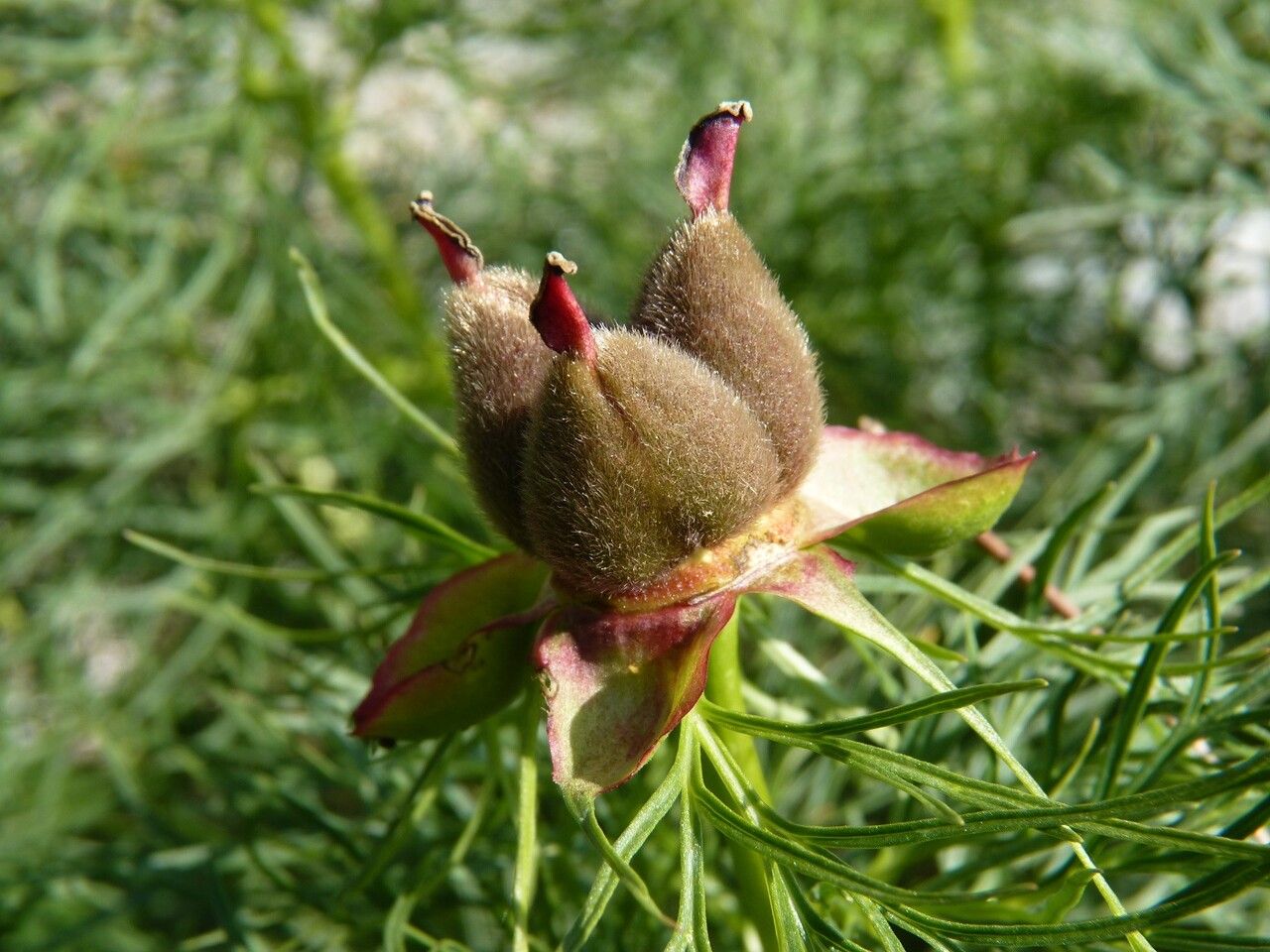 Paeonia tenuifolia fruit