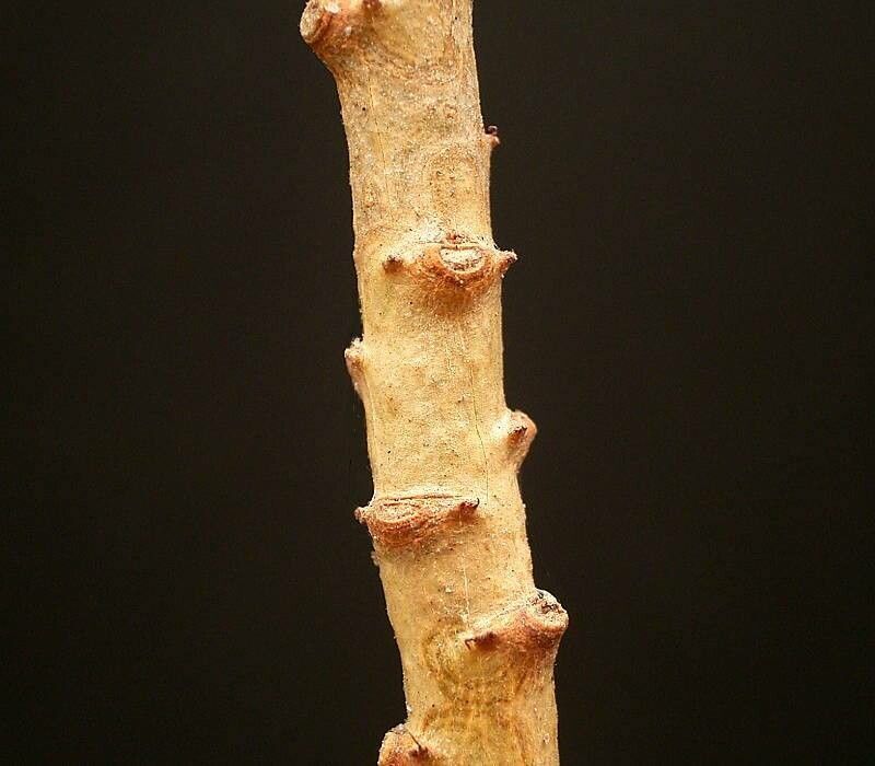Jatropha variifolia bark