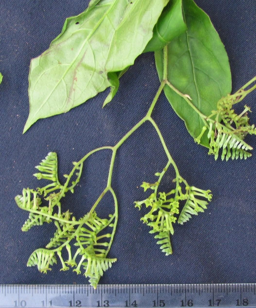 Tournefortia maculata other