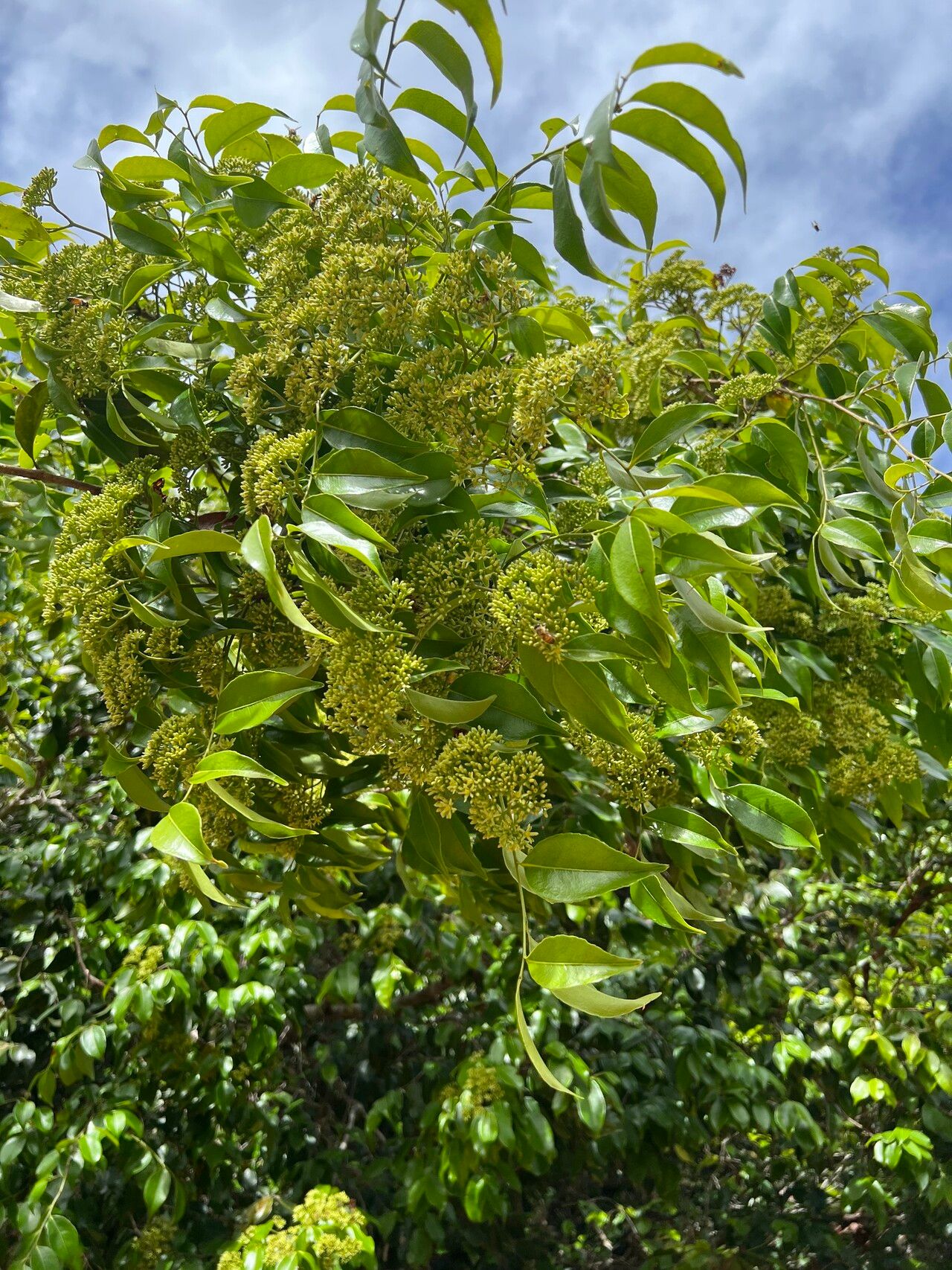 Sacoglottis mattogrossensis — houseplant care guide