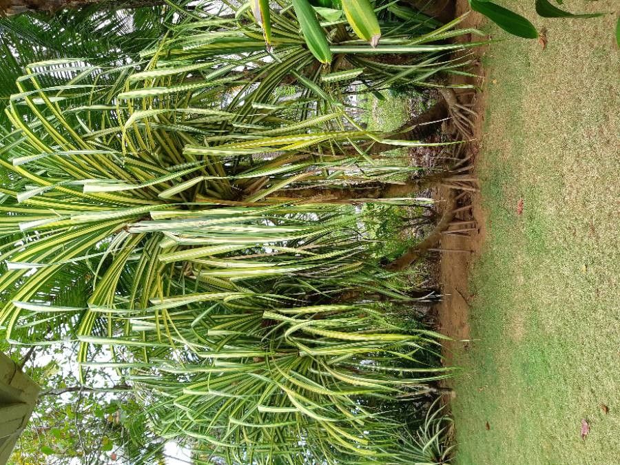 Pandanus sanderi — houseplant care guide