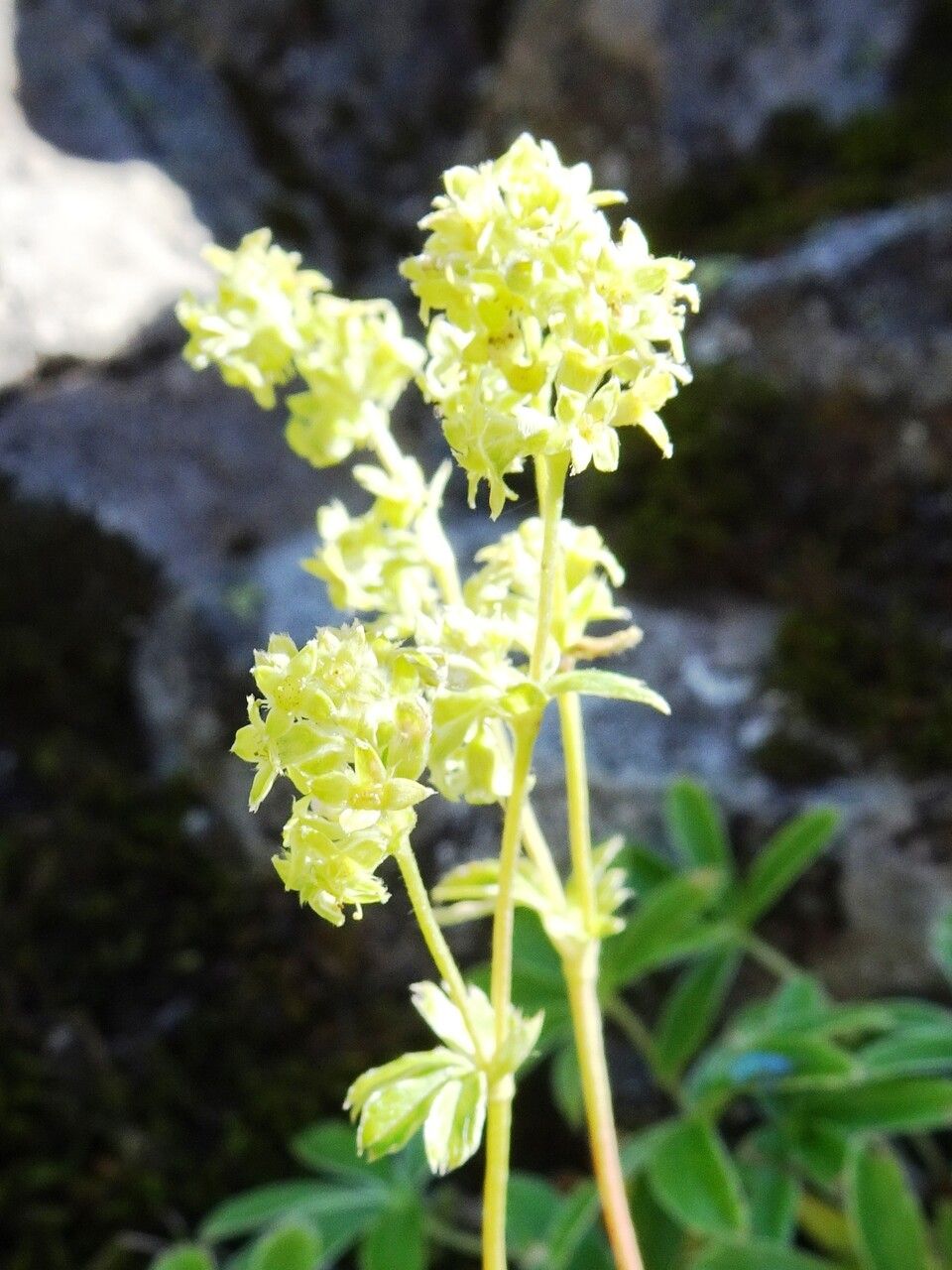 Alchemilla alpina flower