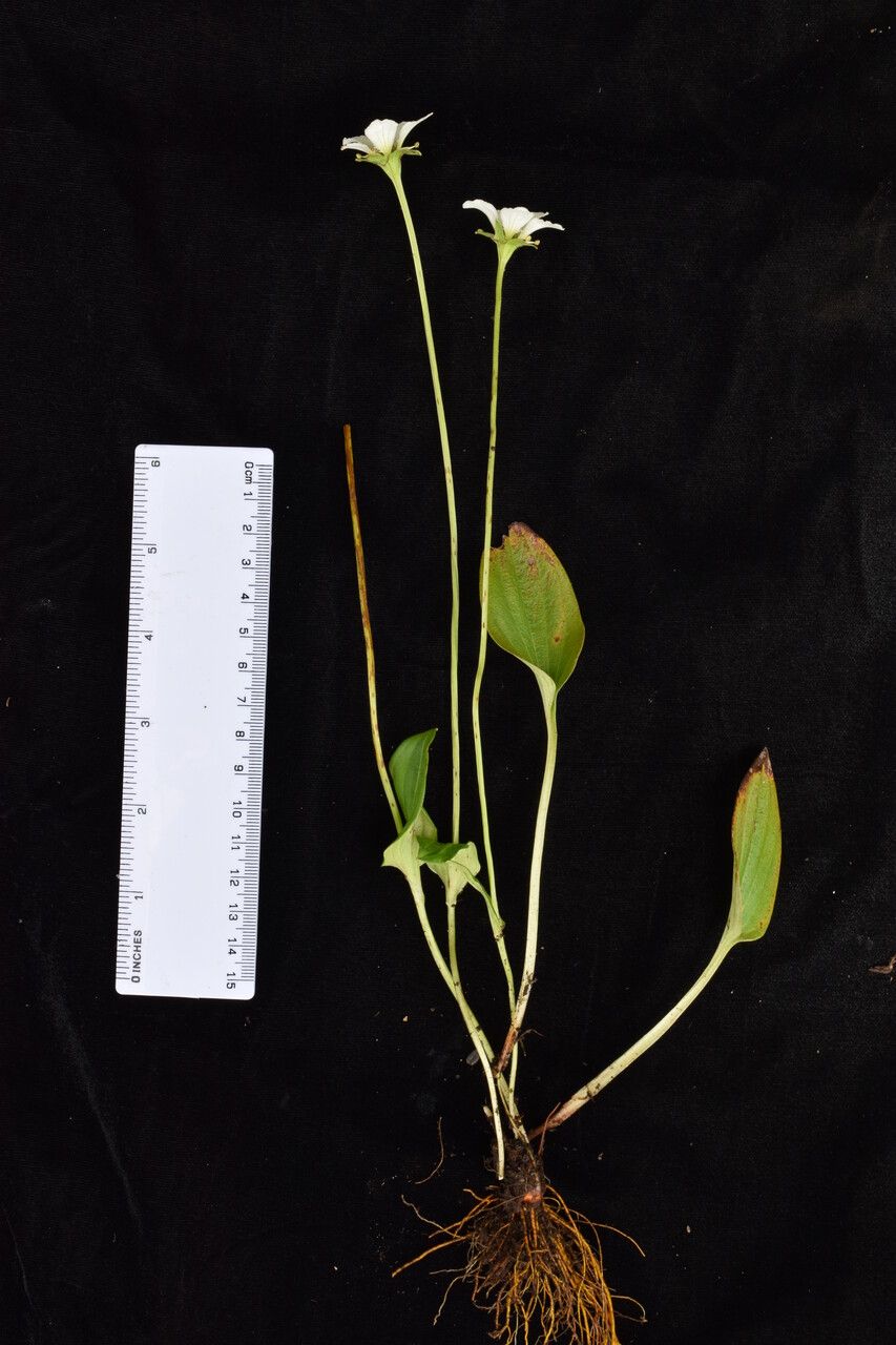 Parnassia nubicola other