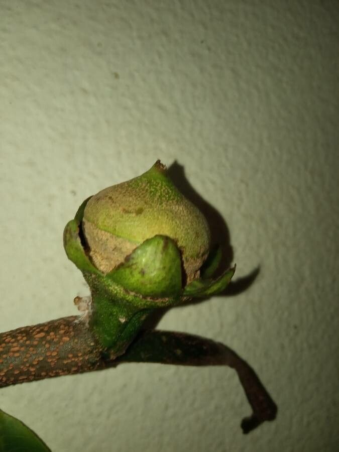 Lecythis poiteaui fruit