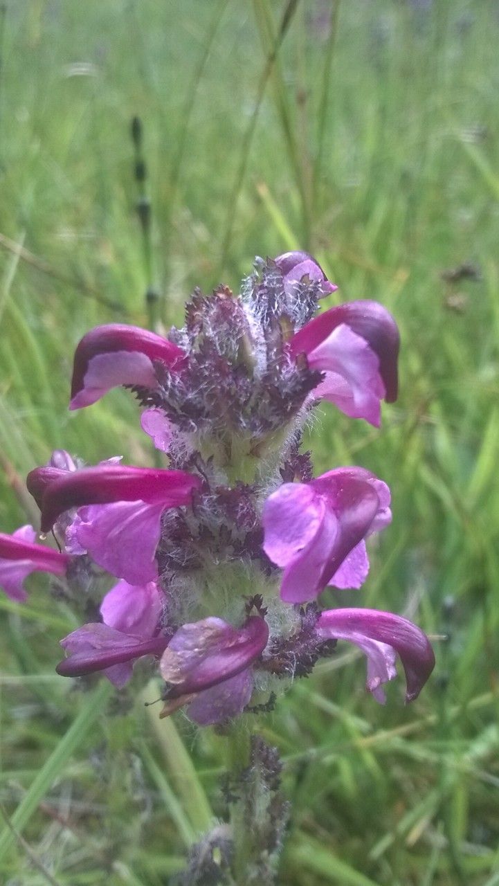 Pedicularis mixta flower
