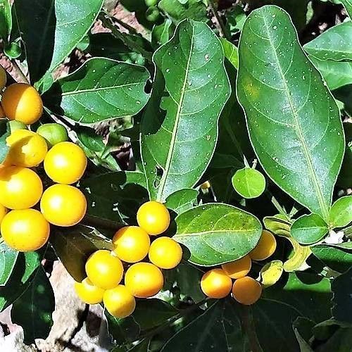 Solanum diphyllum fruit