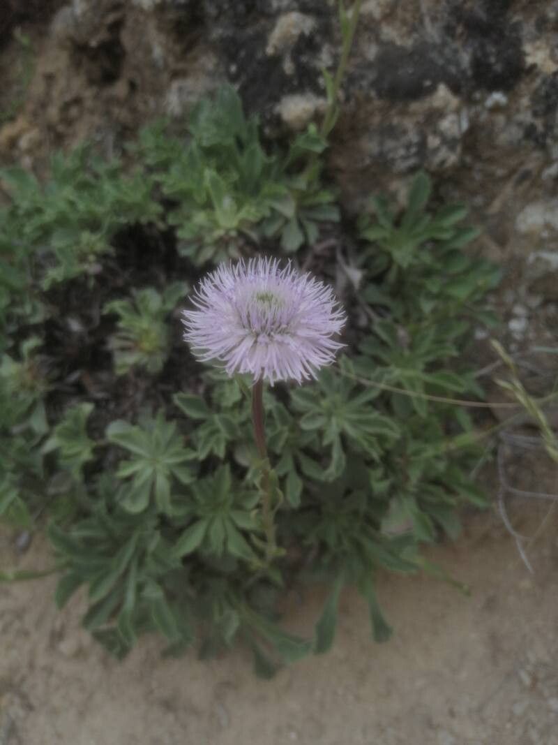 Globularia spinosa flower