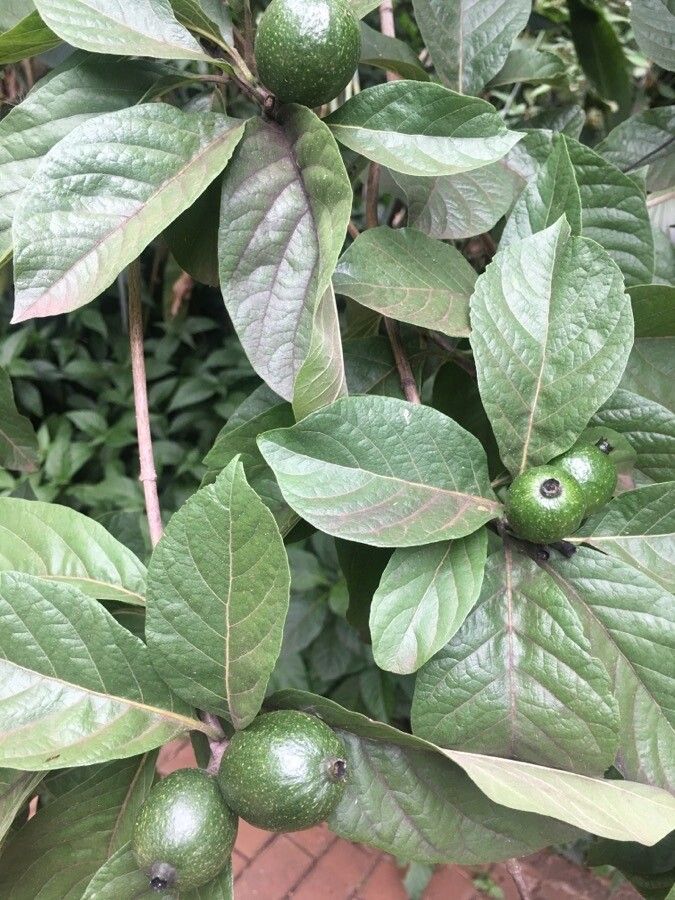 Tocoyena formosa — related species from the same genus