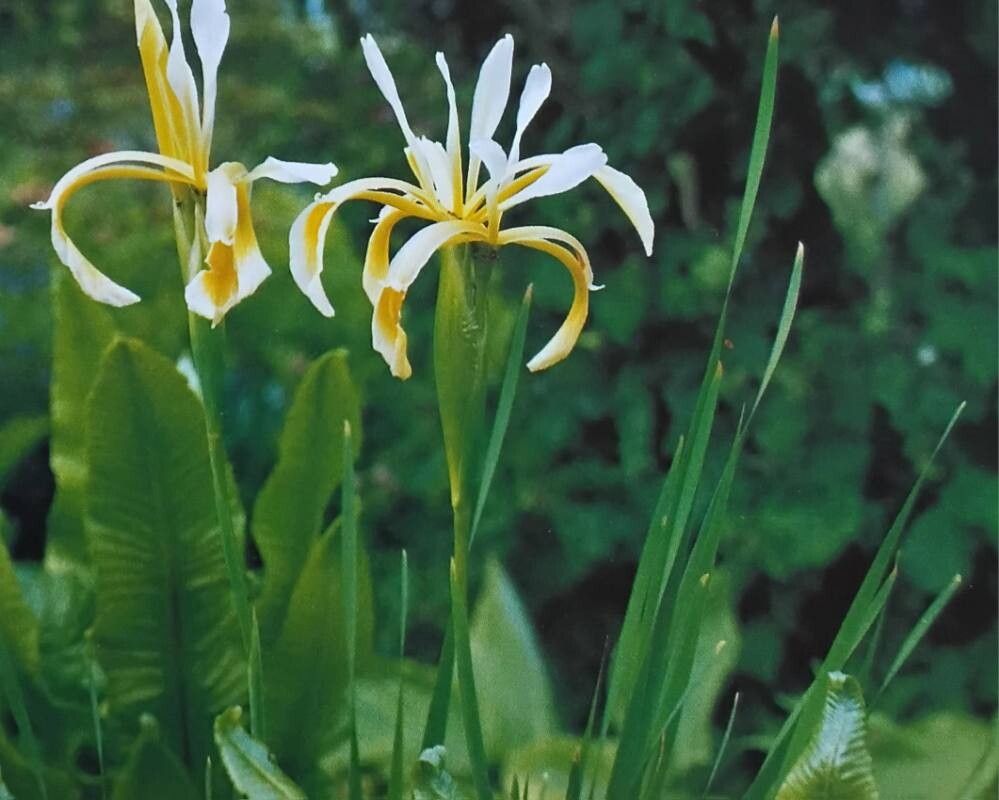Iris haussknechtii — houseplant care guide
