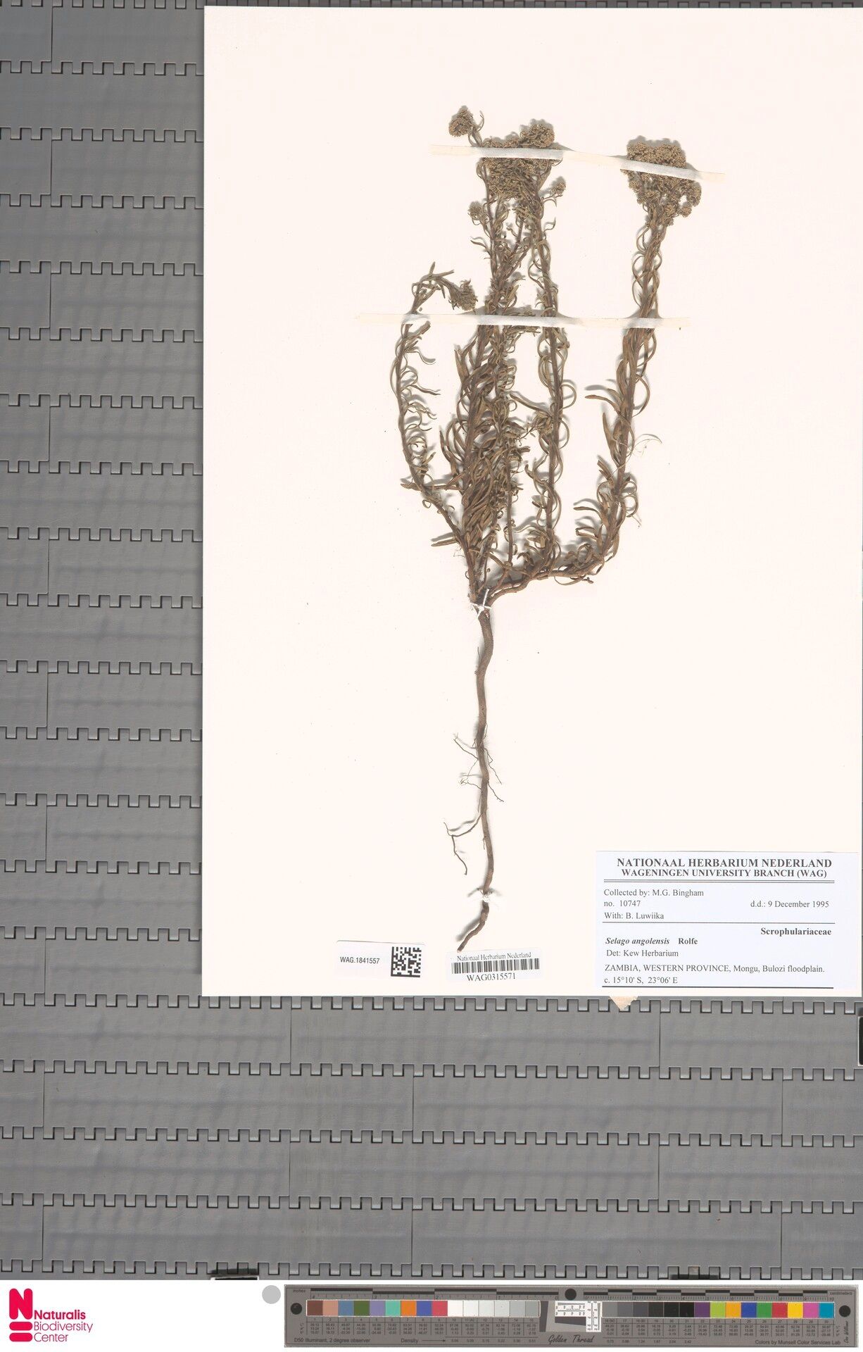 Selago angolensis — related species from the same genus