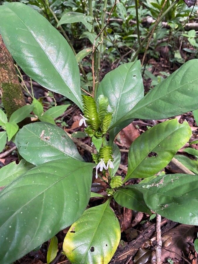 Lepidagathis nemoralis — houseplant care guide