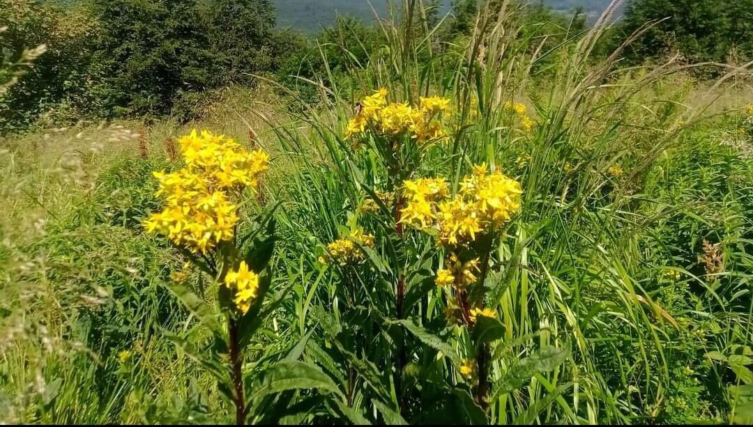 Senecio triangularis flower