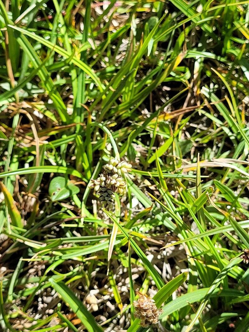 Carex bicolor flower