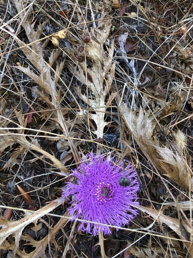 Carlina gummifera leaf