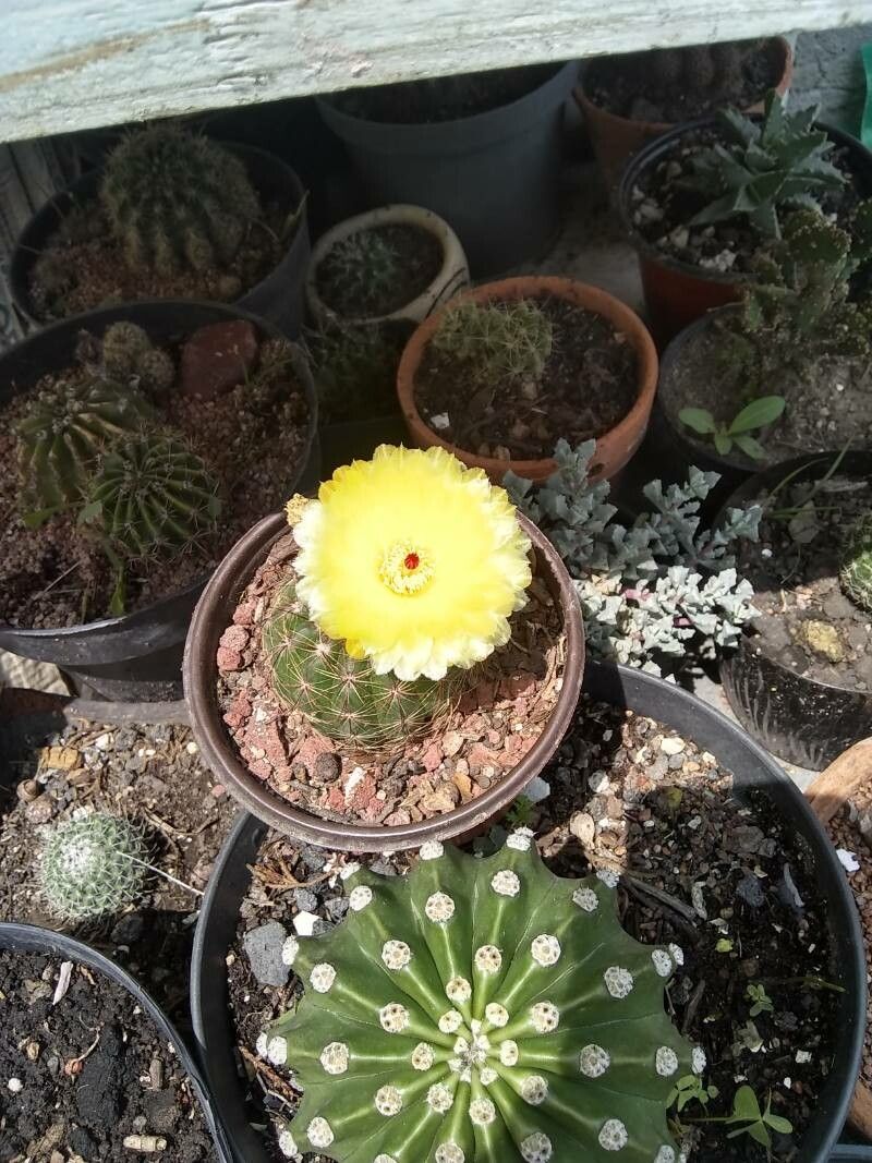 Parodia ottonis bark