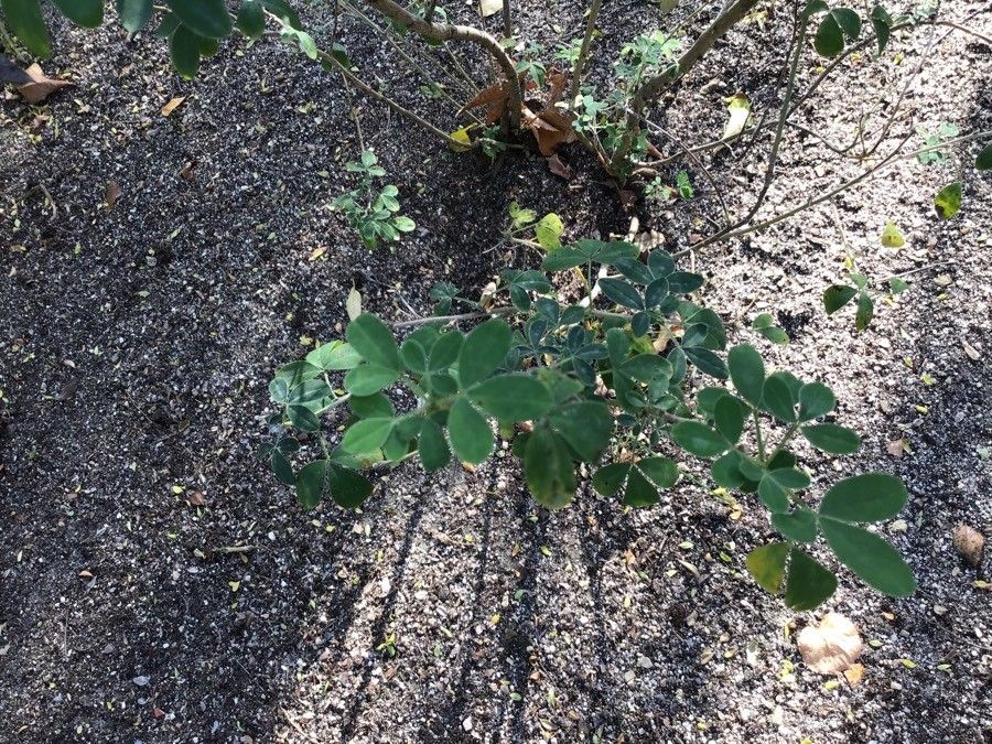 Cytisus hirsutus leaf