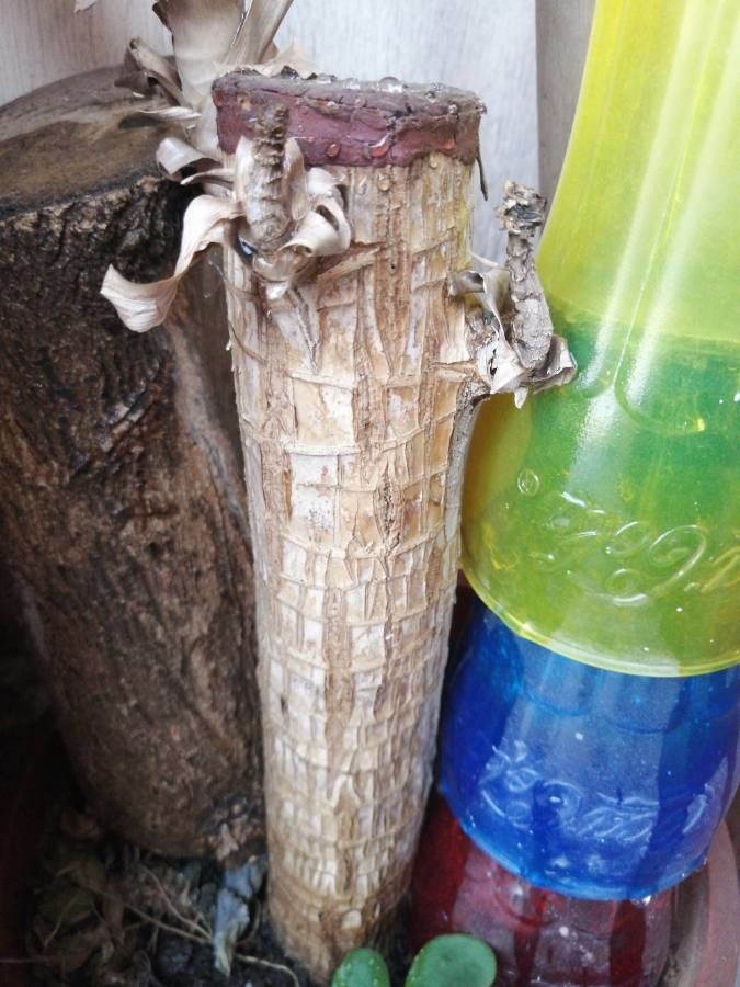 Drimia pancration bark