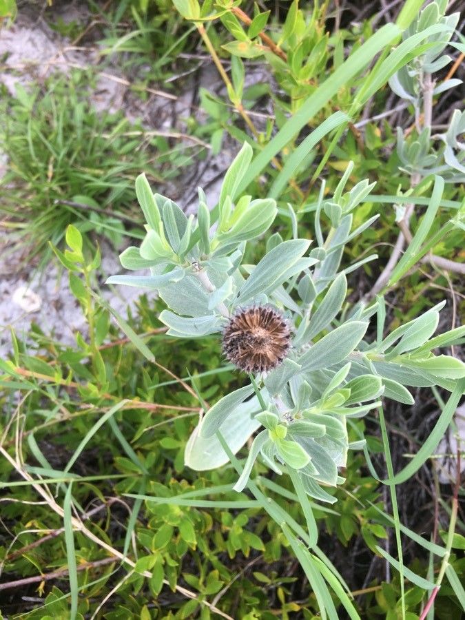 Borrichia frutescens flower