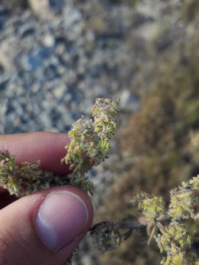 Galium maritimum fruit