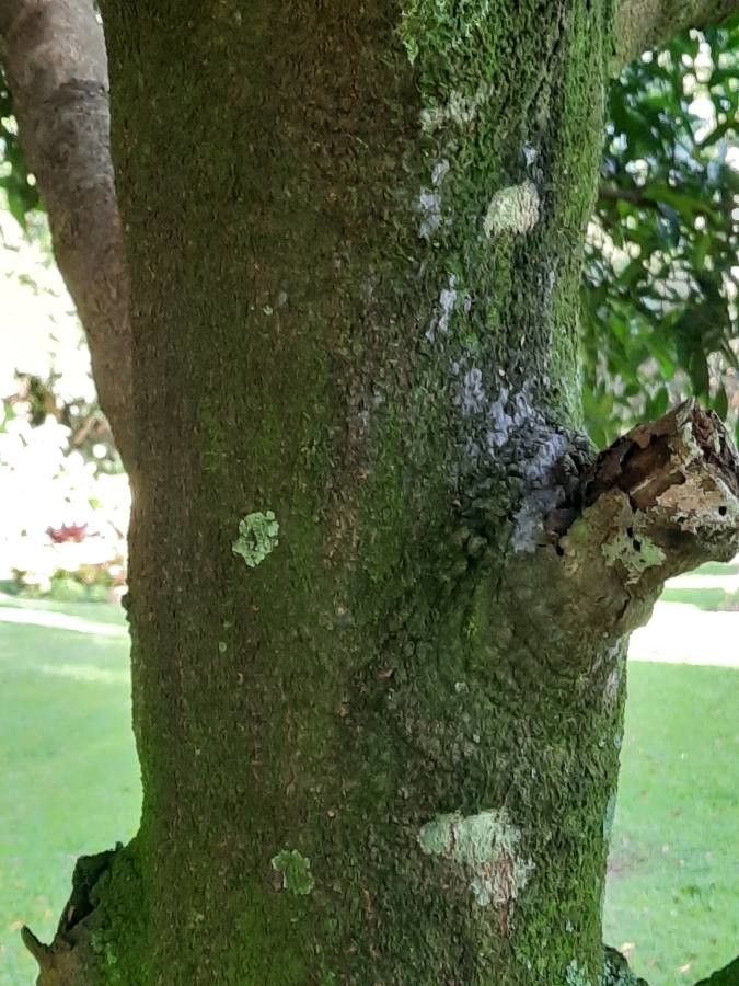 Garcinia intermedia bark