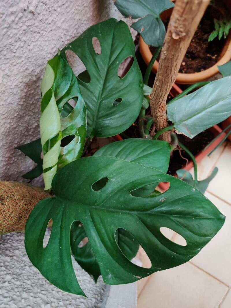 Rhaphidophora pertusa — search result for 'Rhaphidophora'