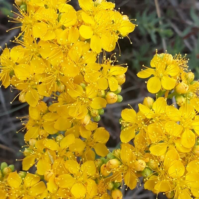Hypericum scabrum flower