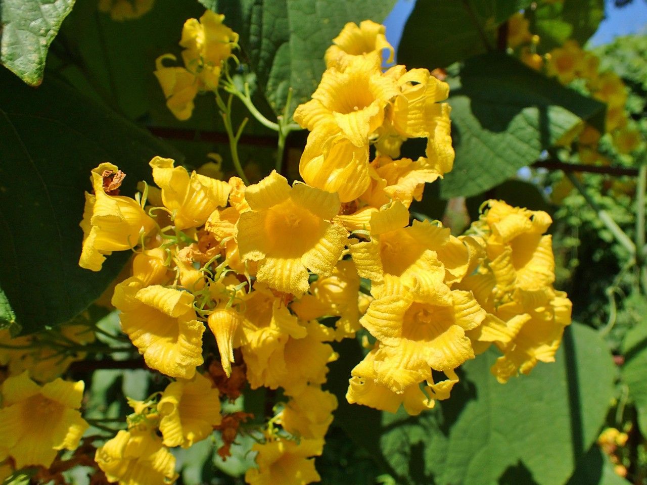 Thladiantha dubia flower