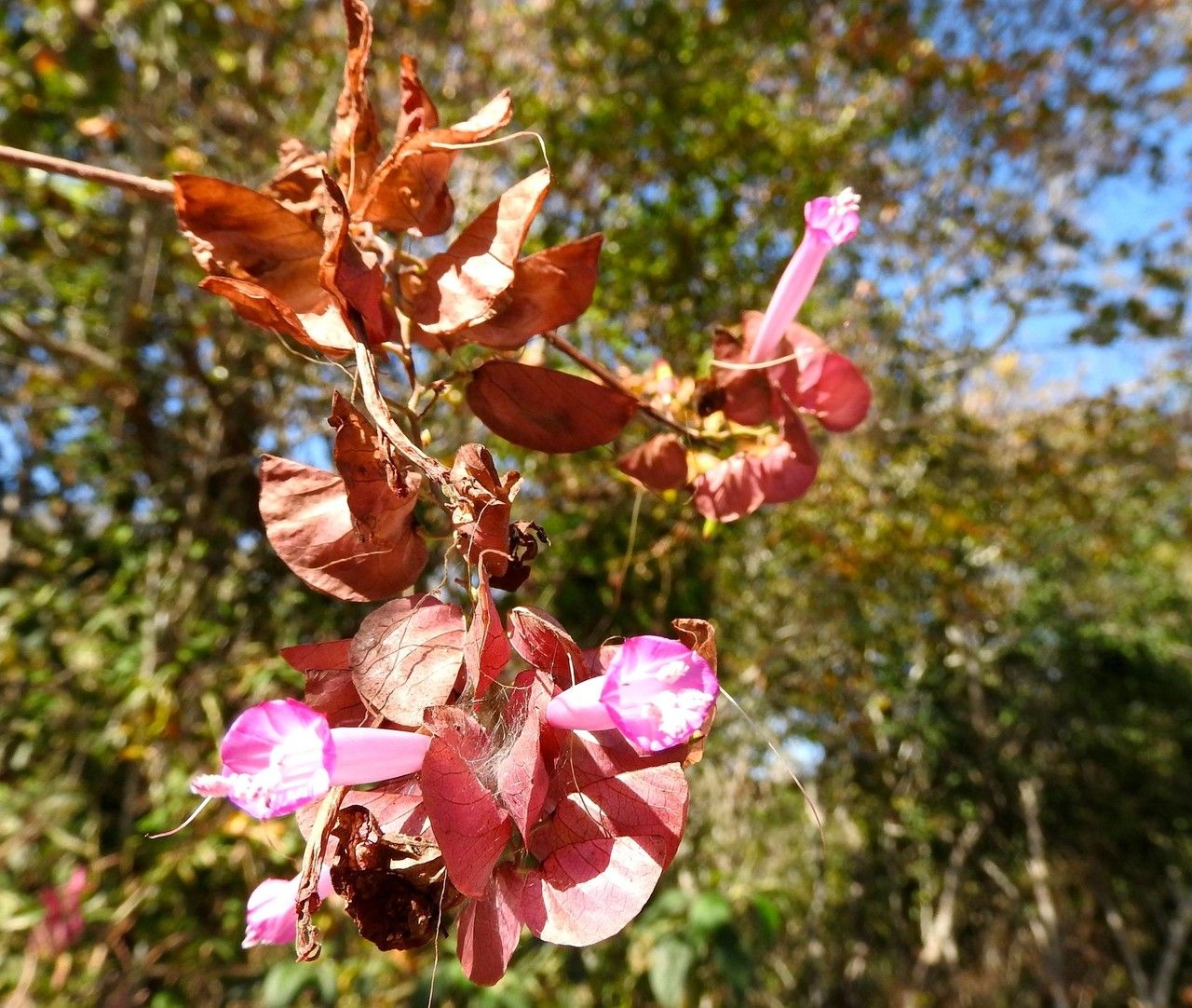 Ipomoea wrightii flower