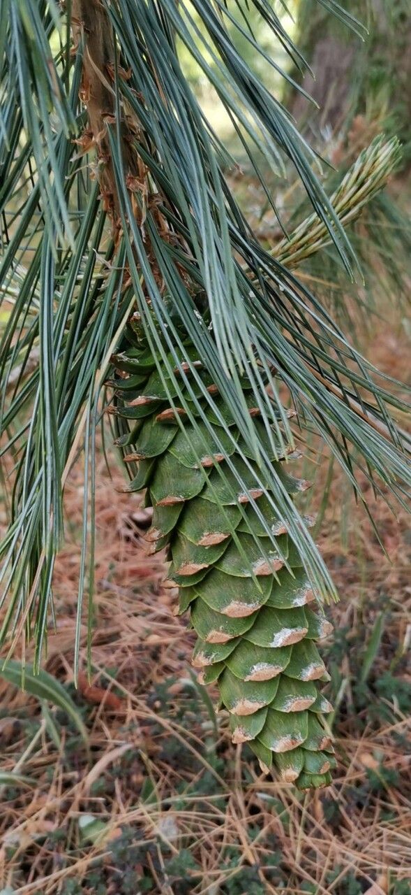 Pinus strobiformis fruit