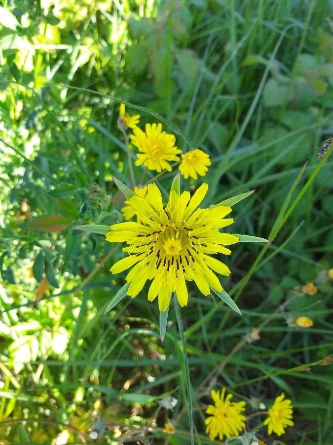 Tragopogon pratensis flower