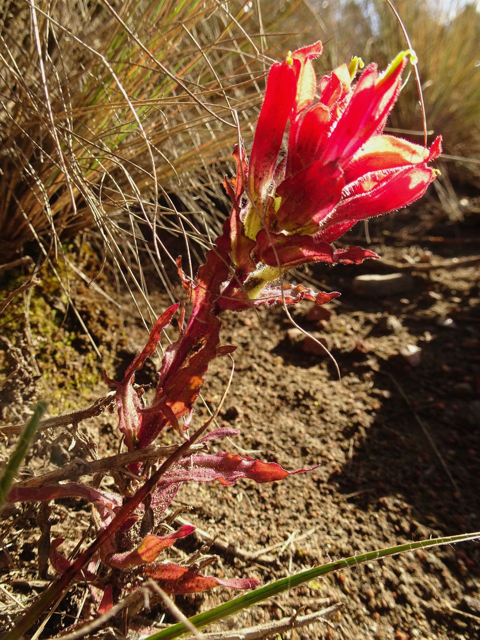 Castilleja tenuiflora habit