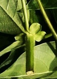 Uncaria gambir other