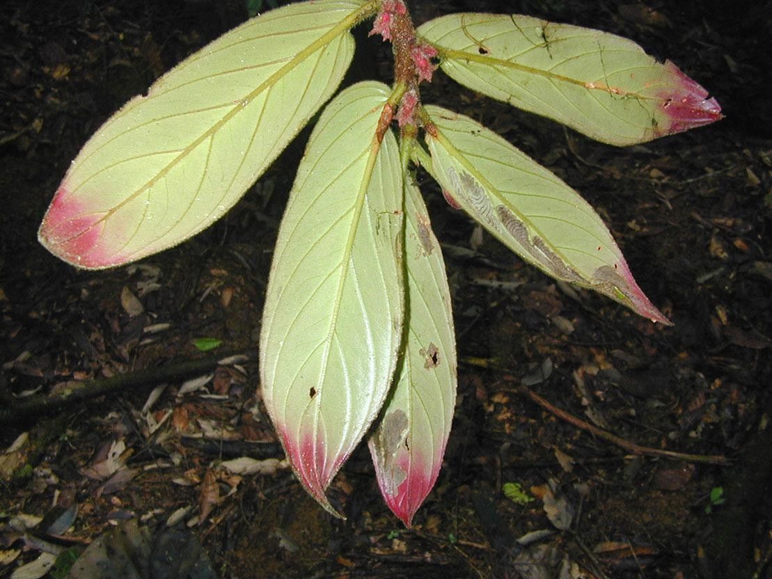 Columnea maculata leaf