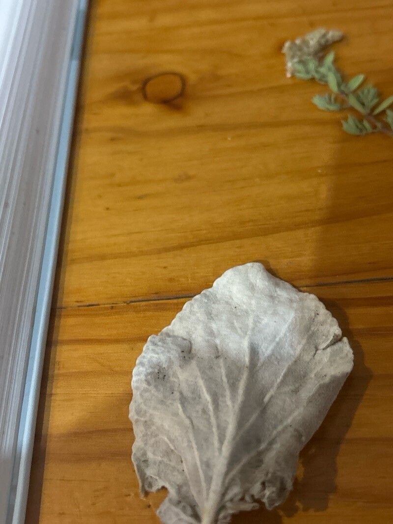 Sideritis cretica leaf