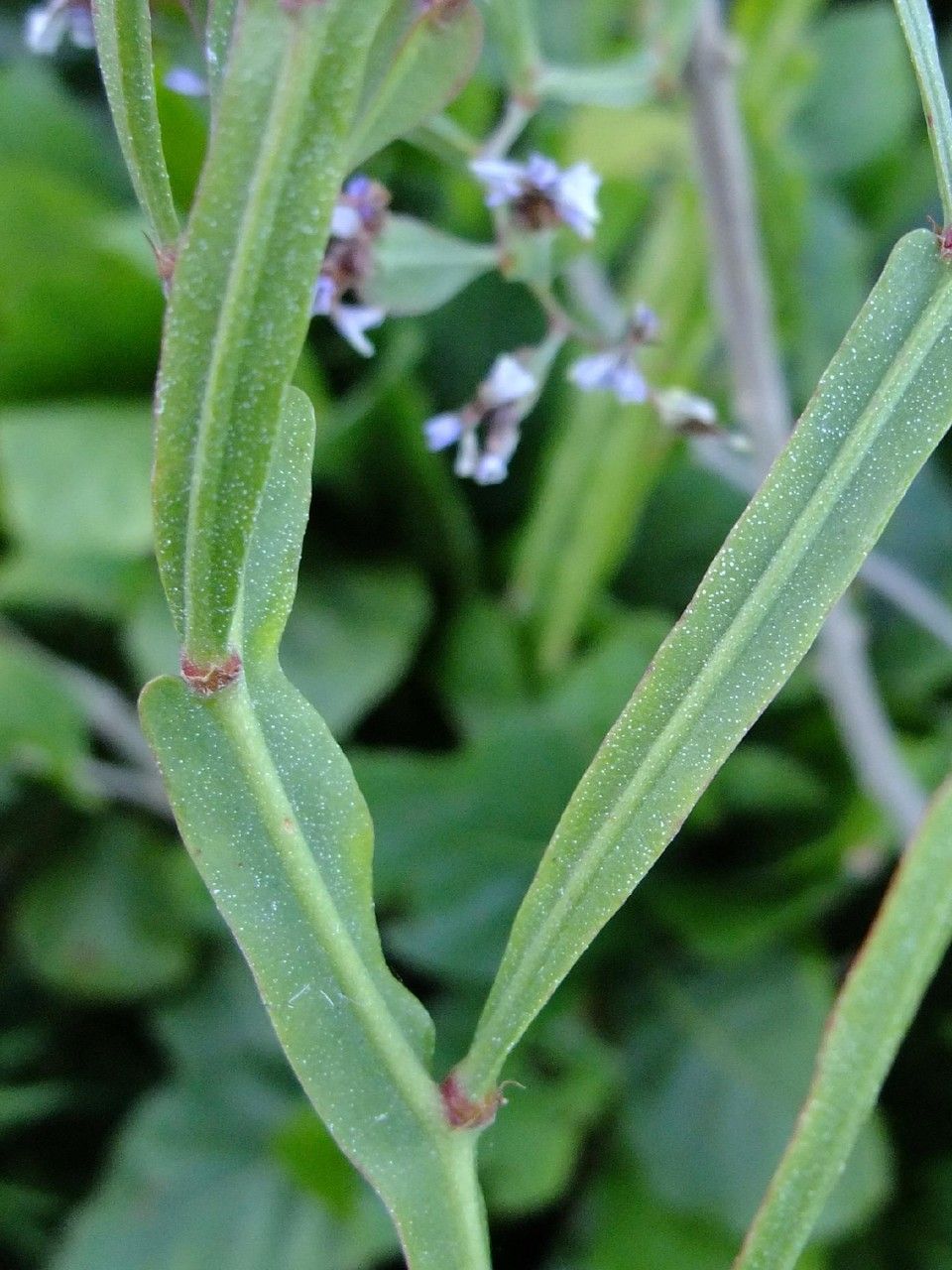 Limonium frutescens — houseplant care guide