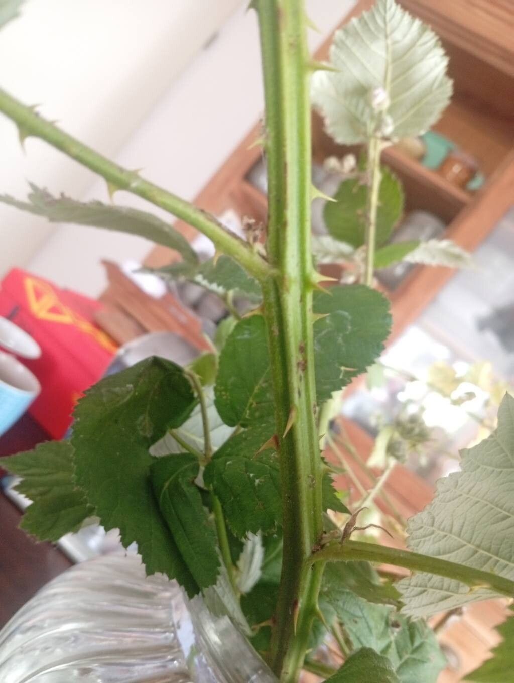 Rubus amisiensis bark