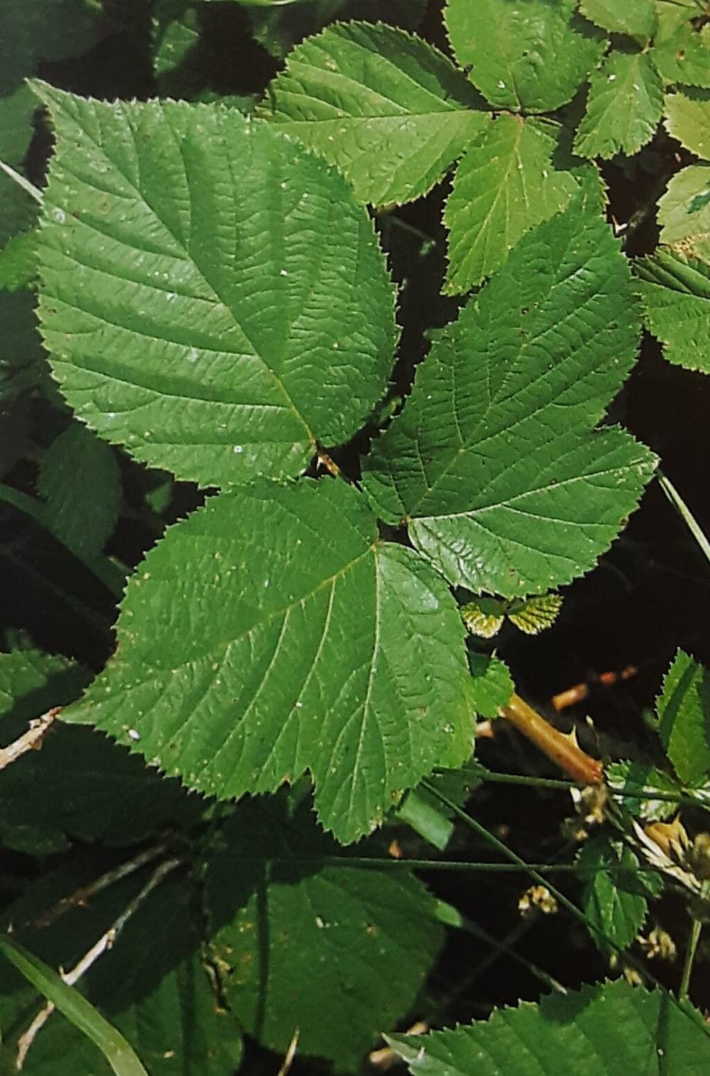 Rubus hastifer — houseplant care guide
